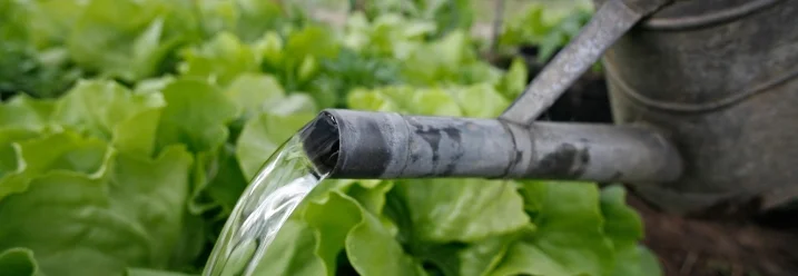 Gießkanne gießt Salatpflanzen im Gewächshaus